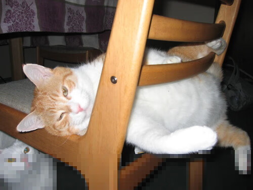 体育数字版权管理平台搭建与法律保护机制研究，2021pp体育版权